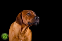 20160910-dante 2